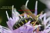 Cerceris quinquefasciata